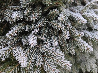 Überfrorene Tannenzweige