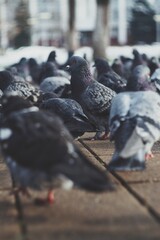 Obraz premium pigeons on the street