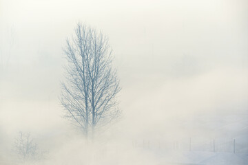 Silhouette of tree in foggy forest. Winter landscape