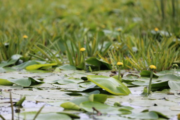 Nufar galben in delta Dunării 