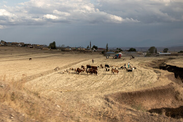 Wide view of the village and field at harvest time and herd of animals grazing in the field.