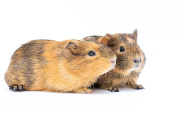 two brown Funny-looking guinea pig isolated on white