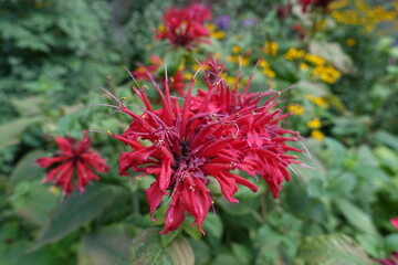 Closeup of bright red flowers of monarda in mid August