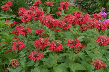 Many bright red flowers of monarda in mid July
