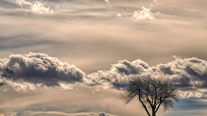 Einsamer Baum mit Wolkenstimmung