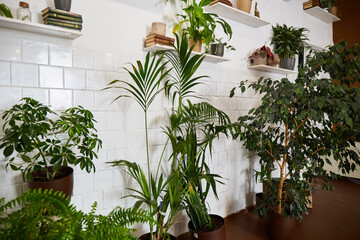 Light and modern interior with different home plants. Eco style