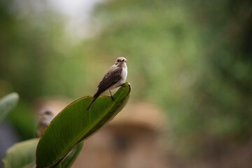 Vogel auf Blatt