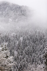 winter landscape.  Winter forest covered with snow. New Year`s landscape. Dramatic wintry scene. 