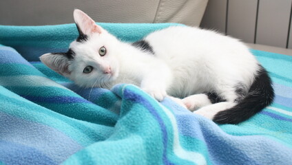 adorable chaton noir et blanc se reposant sur sa couverture