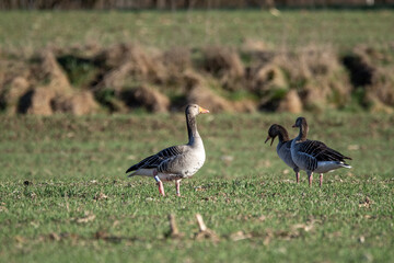 Obraz na płótnie Canvas pair of geese