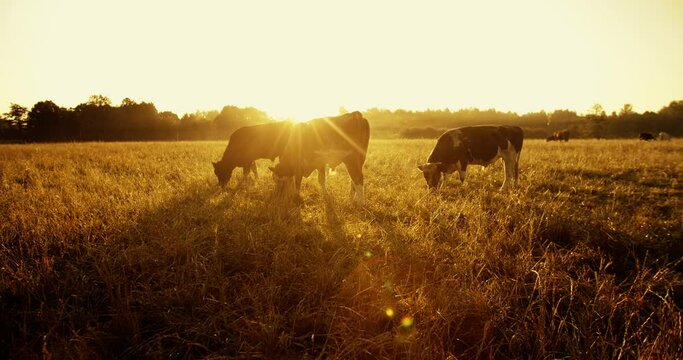 A herd of cows graze in the meadow in the sunlight. Cows at dawn in the pasture. Domesticated animals, cows and gobies, walk in the meadow in the early morning.