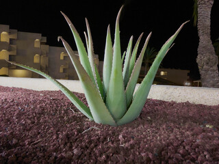 Closeup shot of an aloe vera plant on red soil with buildings and the night sky in the background