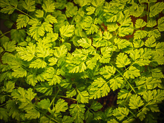 Closeup of green chervil leaves on a growing plant - obrazy, fototapety, plakaty