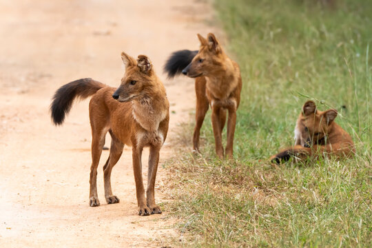 A pack of Indian wild dogs playing with each other inside Pench Tiger Reserve during a wildlife safari