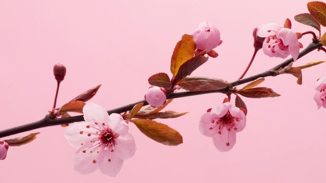 4K Time Lapse of flowering Cherry flowers on pink background. Spring timelapse of opening Sakura flowers on branches Cherry tree.