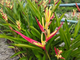 colorful heliconia psittacorum flower in natural garden, red yellow flower