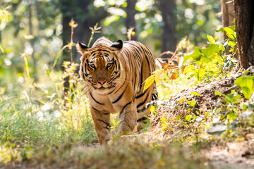 A female tigress walking head-on towards the photographer inside Pench tiger reserve during a wildlife safari