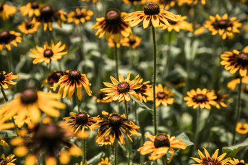 Rudbeckia, Toto, Black-Eyed Susan flowers of the Asteraceae family. Many bright beautiful yellow rudbeckia mixed triloba, maxima, hirta. Flowering in the flowerbed. Decoration of parks and gardens.