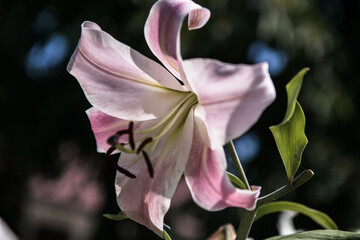 Beautiful lily flower in lily flower garden.