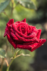 Rose flower blooming  in roses garden. Nature.