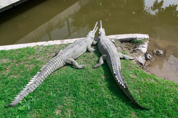 Two crocodiles gavial on the shore of a pond. Lat. Gavialis gangeticus