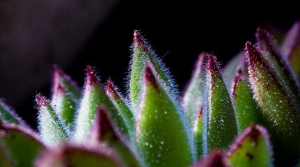 Close up macro photography of a sempervivum montanum plant, siempreviva, crassulaceae. Buenos...