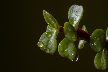 Close up macro photography of a portulacaria afra, didiereaceae, jade tree, abundance tree,...