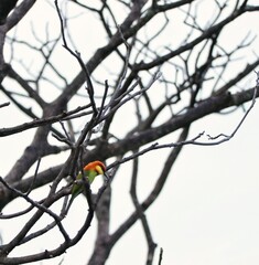 chestnut headed bee eater bird on dead tree branch