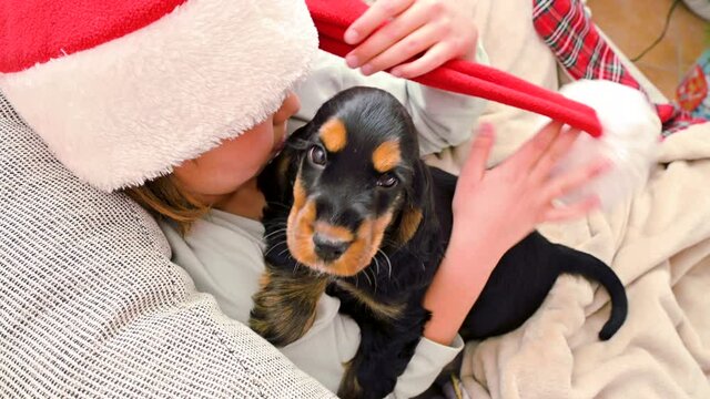 Little christmas girl and cocker spaniel puppy. Hug Happy child in a santa hat holds a dog in his hands. Concept of merry christmas and new year, gifts for children. Social media video. Close-up