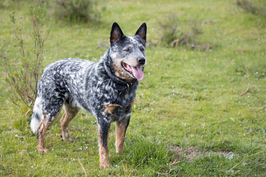 Young Male Australian Cattle Dog (Blue Heeler) On A Farm Alert And Working Looking Into The Distance