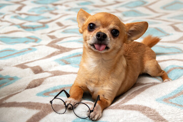 An adult dog of toy terrier breed lies on bed with his tongue out, and in front of him are glasses. Selective focus. Picture for articles about dogs.