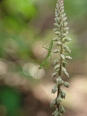 close up of a plant