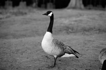 single canada goose