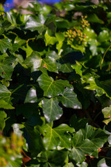 Fototapeta na wymiar green leaves in sunlight