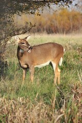 deer in the woods