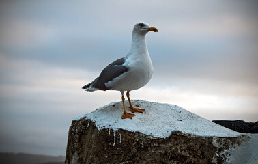 A seagull off the coast of Nazaré, Portugal