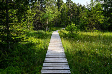 Straight wooden footbridge leads through a swamp in the Black Forest, Germany.