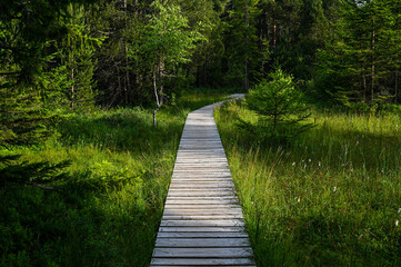 Straight wooden footbridge leads through a swamp in the Black Forest, Germany.