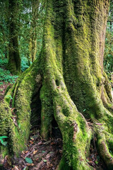 tree island moss