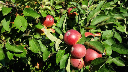 red ripe apples hang on an apple tree . summer