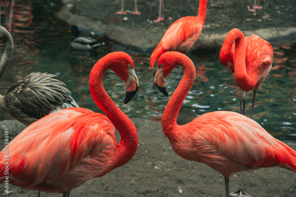 Sticker Closeup of beautiful flamingos near a lake during daylight