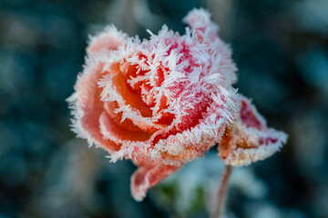frozen rose leaves