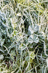 frosty leaves on a winter morning