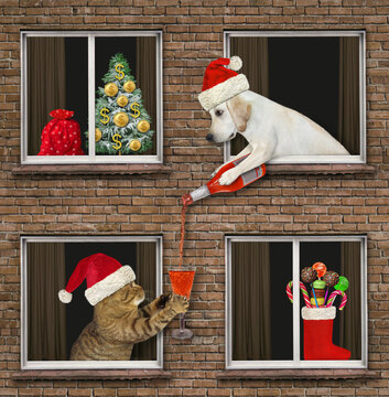 A dog labrador in a red Santa Claus hat is leaning out of a window and pouring a glass of red wine to a cat neighbor for Christmas.