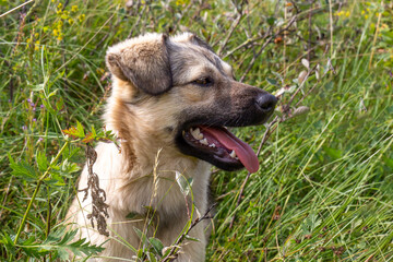 Portrait of adorable shaggy mongrel dog in a summer field among the tall grass