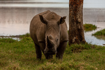 Fototapeta premium Close-up black rhinoceros stands and looks at the phtograph