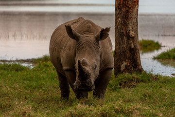 Close-up black rhinoceros stands and looks at the phtograph