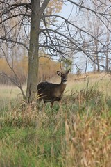 deer in the wild