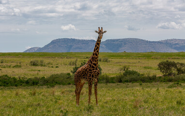 A lonely African giraffe in a shroud against the backdrop of mountains and sky. Zhiraw looks at the photographer