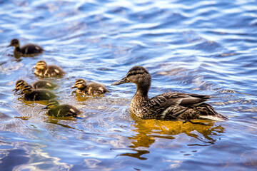 wild duck and eight little ducklings